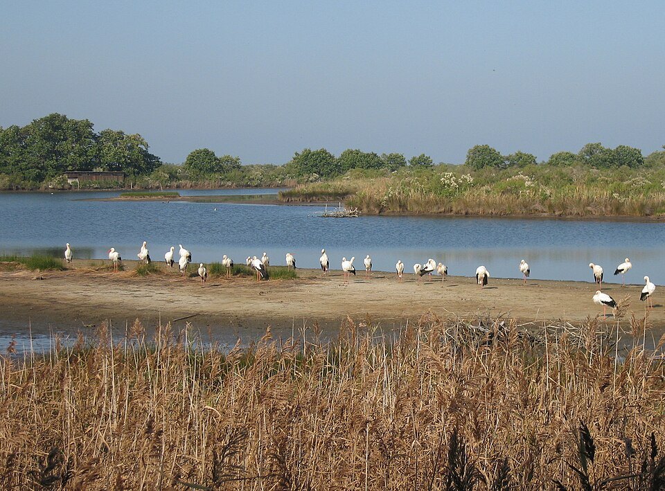Storks observed at Le Teich